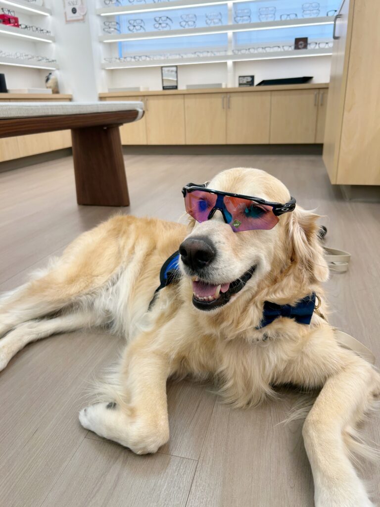 Kula the dog wearing Oakley sunglasses